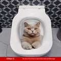 MT253022 Kitten C